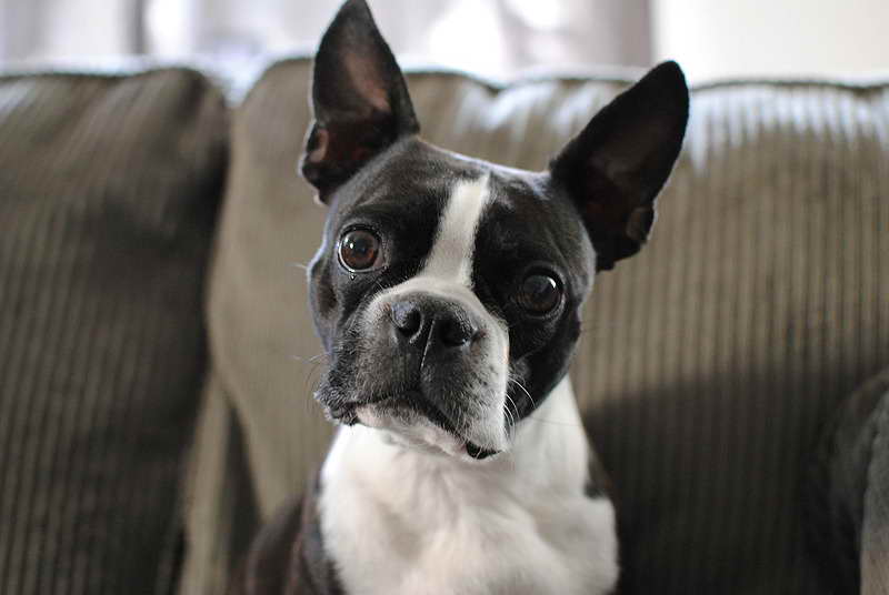 Boston Terrier Fun Facts | PETSIDI