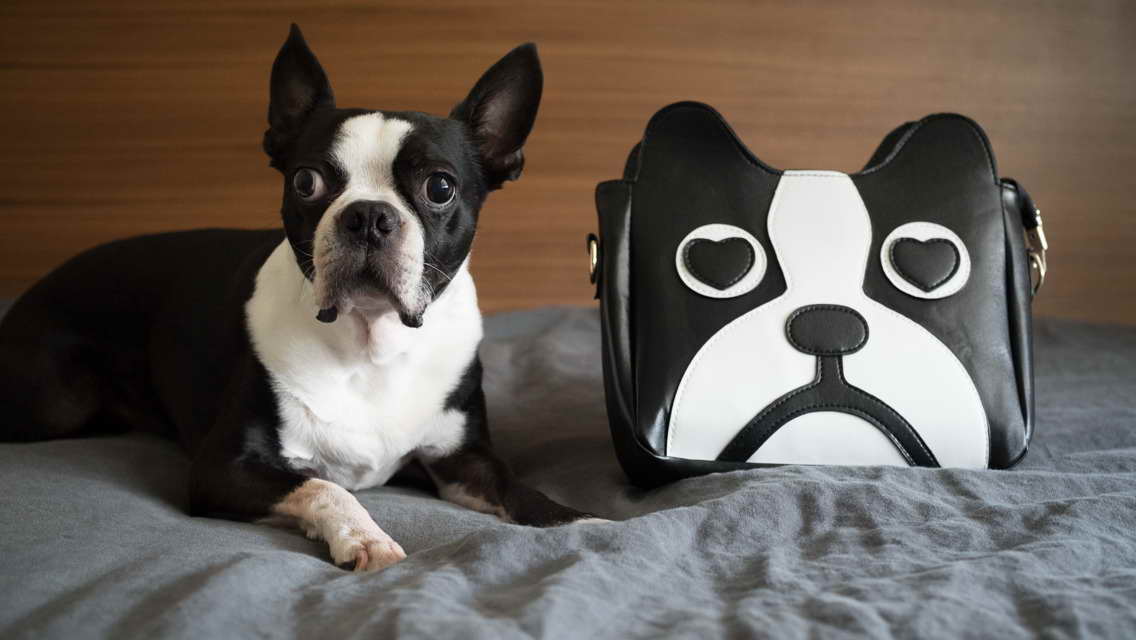Boston Terrier Gifts