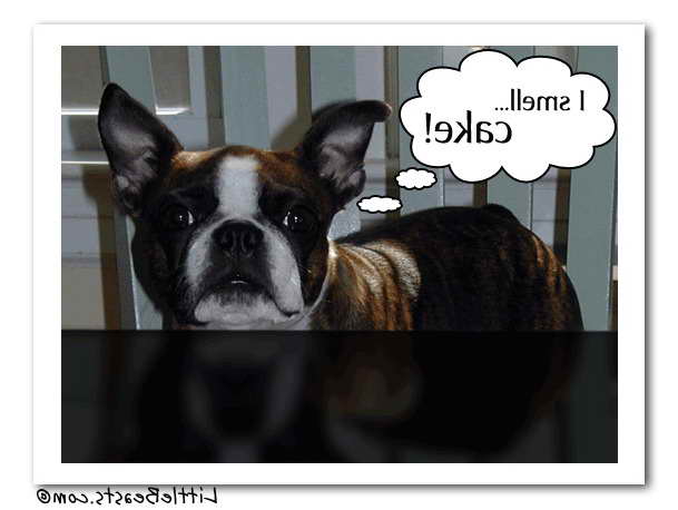 Boston Terrier Greeting Cards