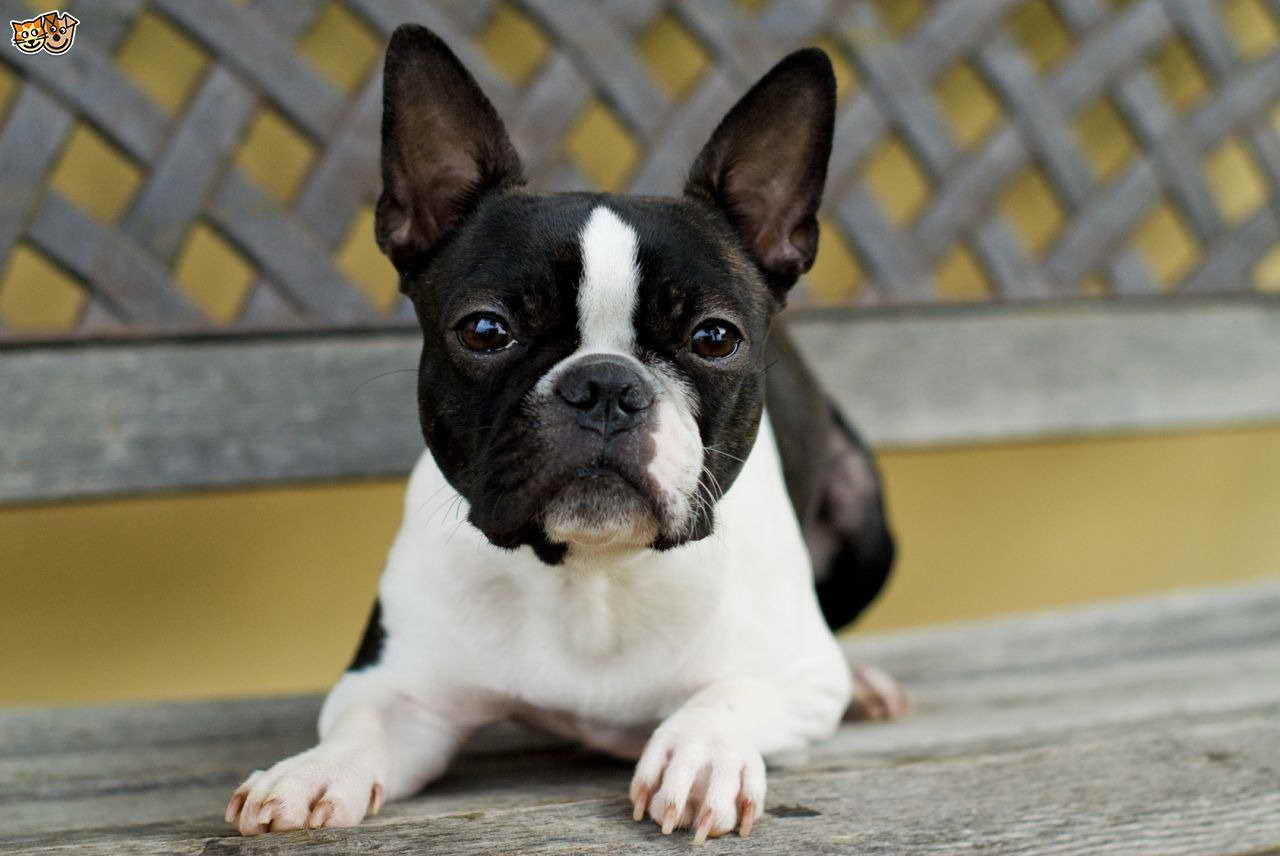 Boston Terrier Health