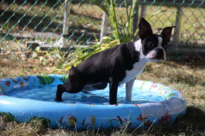 Boston Terrier Housebreaking