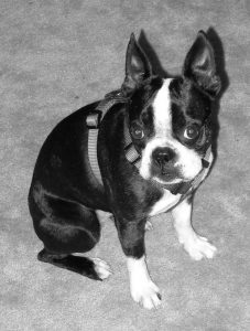 Boston Terrier Houston Tx