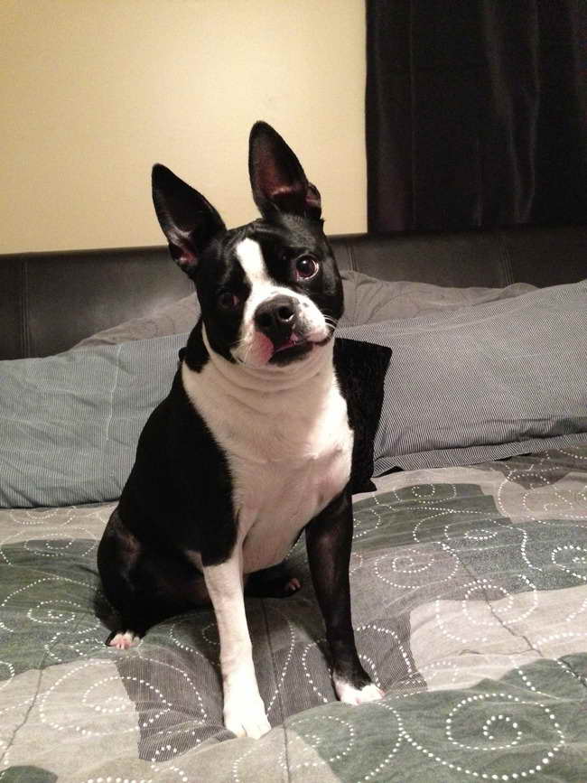 Boston Terrier Indianapolis | PETSIDI