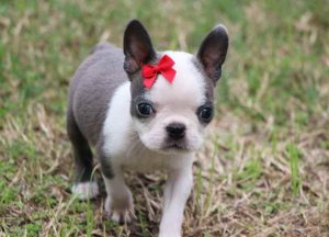 Boston Terrier Kennel