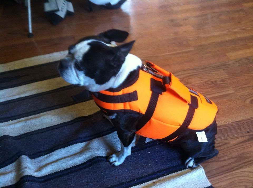 Boston Terrier Life Jacket