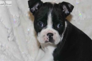 Boston Terrier Missouri