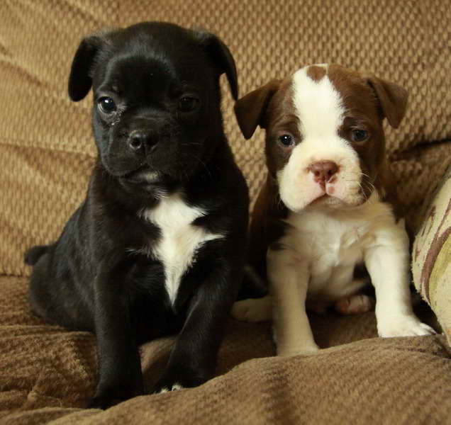 Boston Terrier Mix For Sale