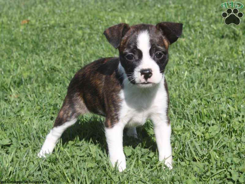 Boston Terrier Mix Puppies For Sale