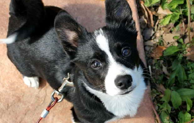 Boston Terrier Mixed