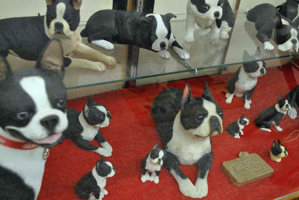 Boston Terrier Museum