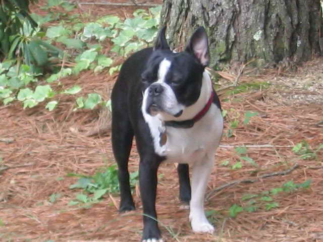 Boston Terrier North Carolina