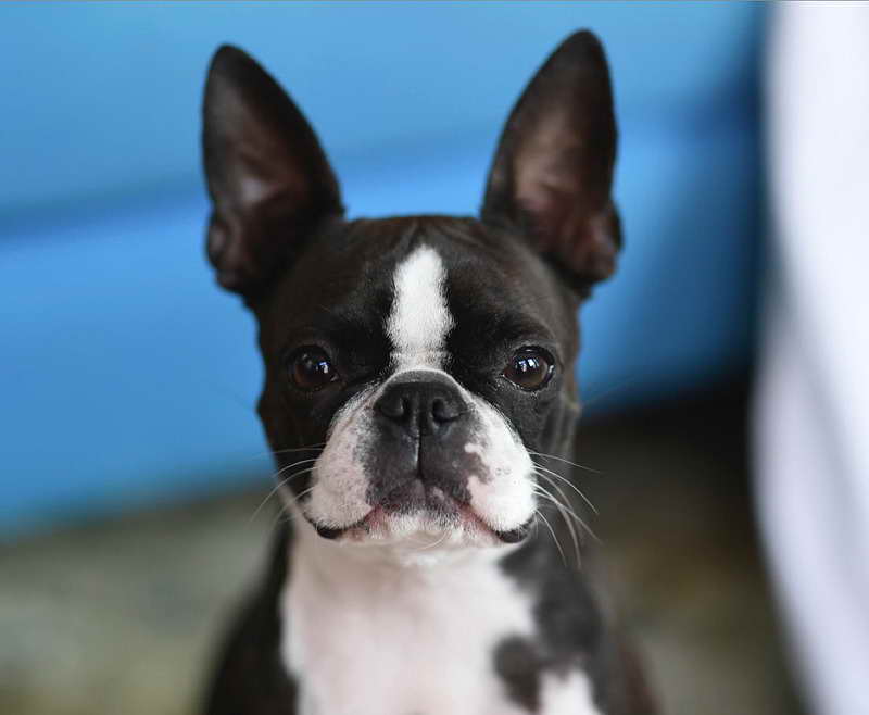 Boston Terrier Photographs