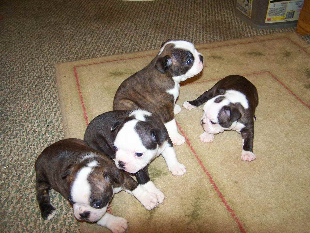 boston terrier and pitbull mix puppies