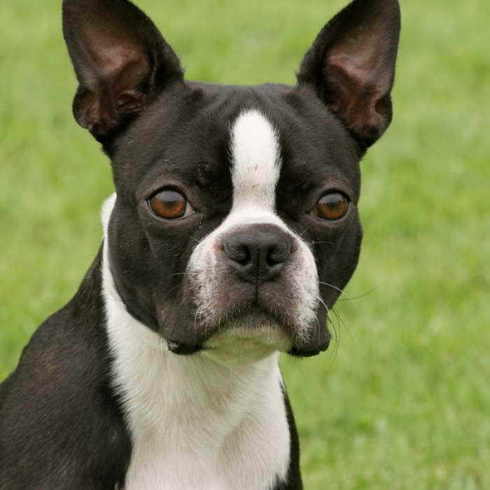 Boston Terrier Portland