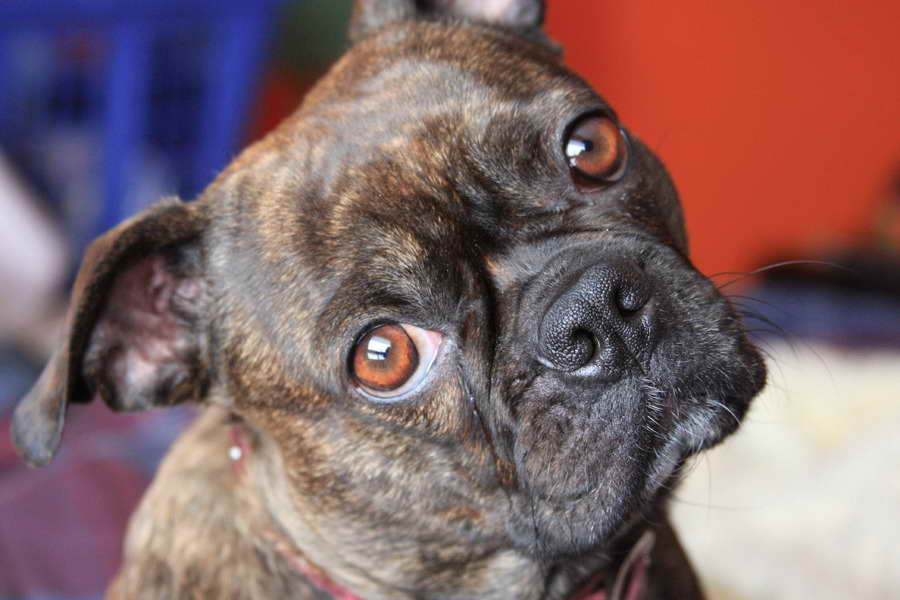 Boston Terrier Pug Mix For Adoption PETSIDI