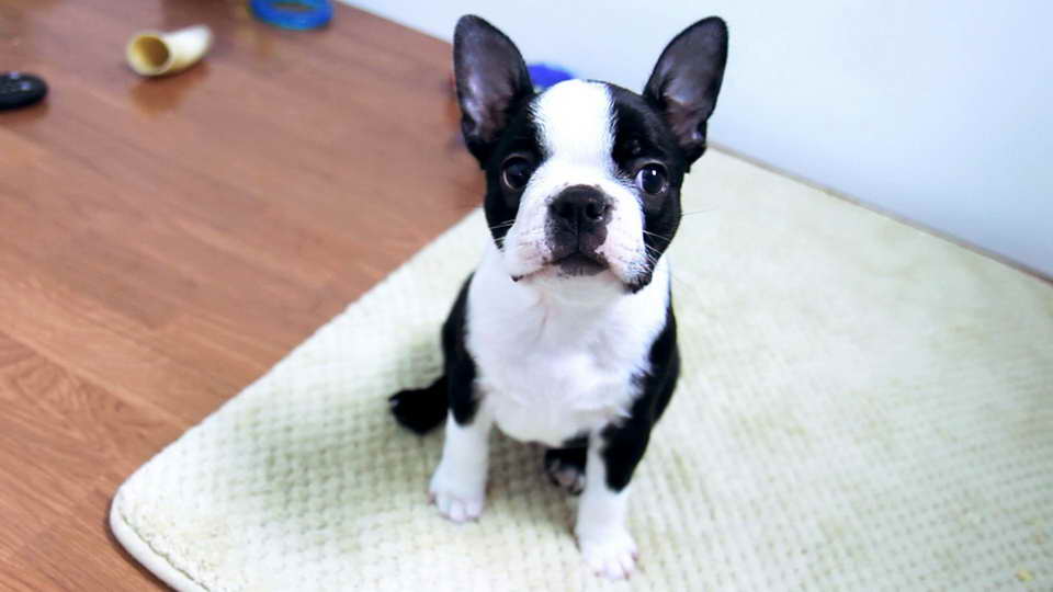 Boston Terrier Pupies