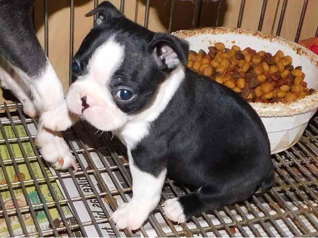 Boston Terrier Puppies Avail