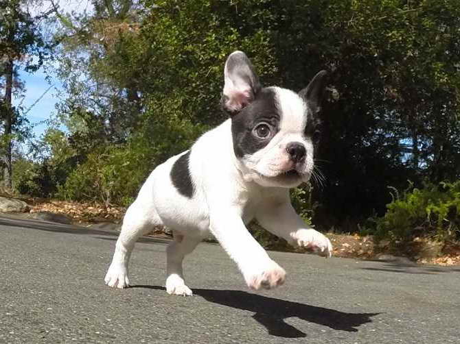 Boston Terrier Puppies For Free