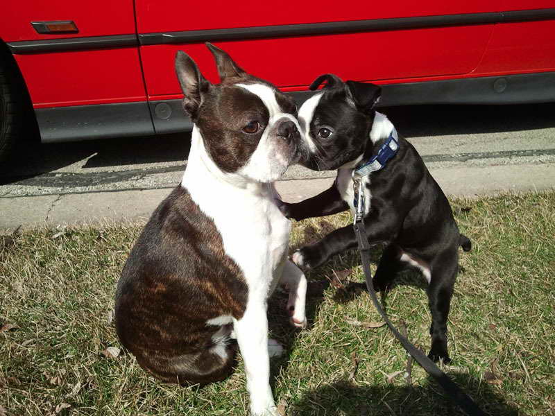 Boston Terrier Puppies For Sale Chicago