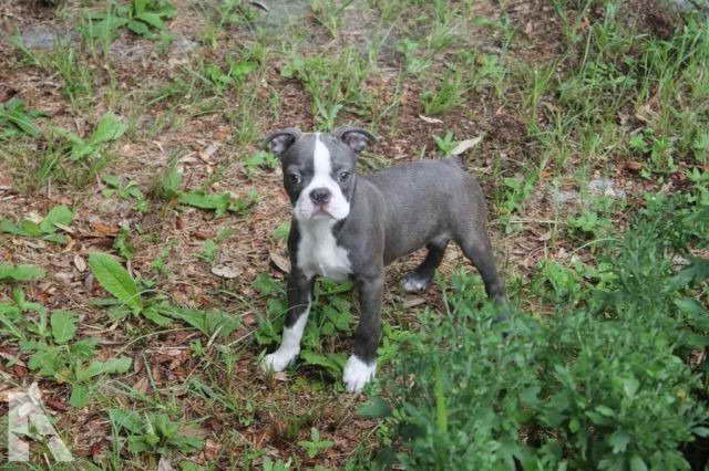 Boston Terrier Puppies For Sale Florida