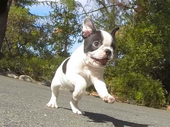 Boston Terrier Puppies For Sale In Bay Area