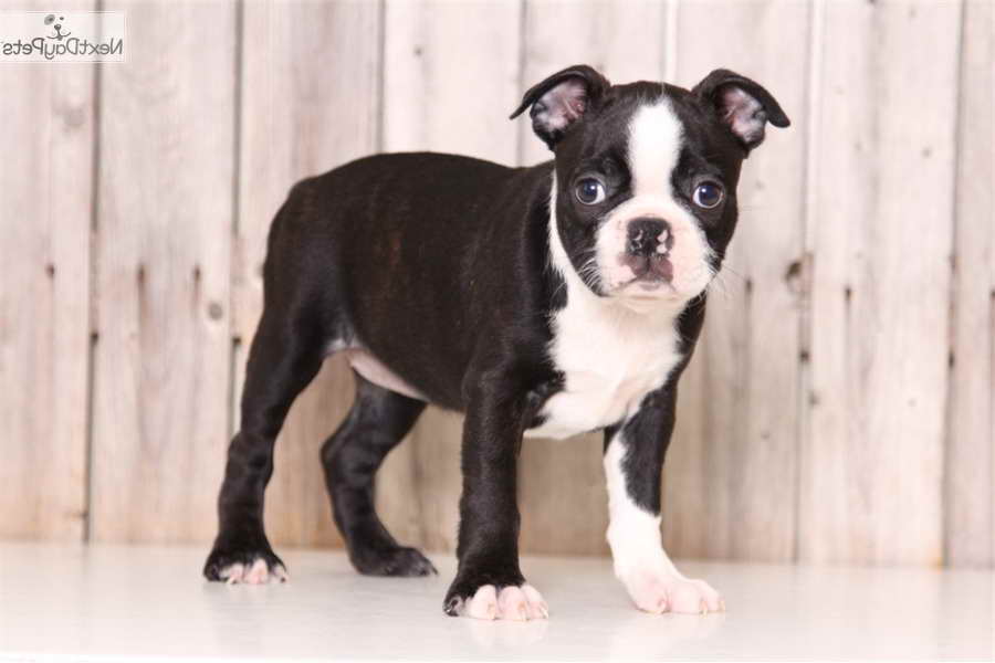 Boston Terrier Puppies For Sale In Columbus Ohio | PETSIDI