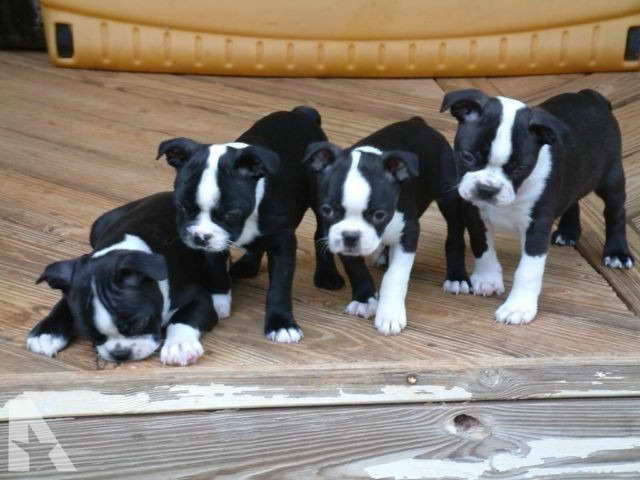 Boston Terrier Puppies For Sale In Ga
