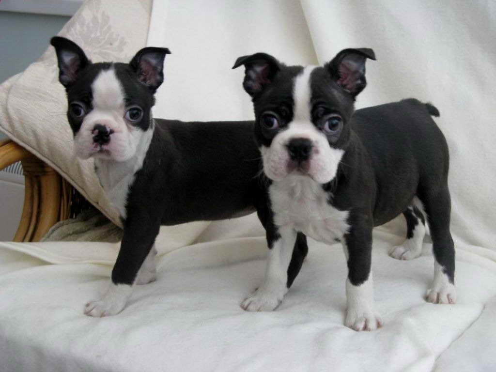 Boston Terrier Puppies For Sale In Houston Texas PETSIDI