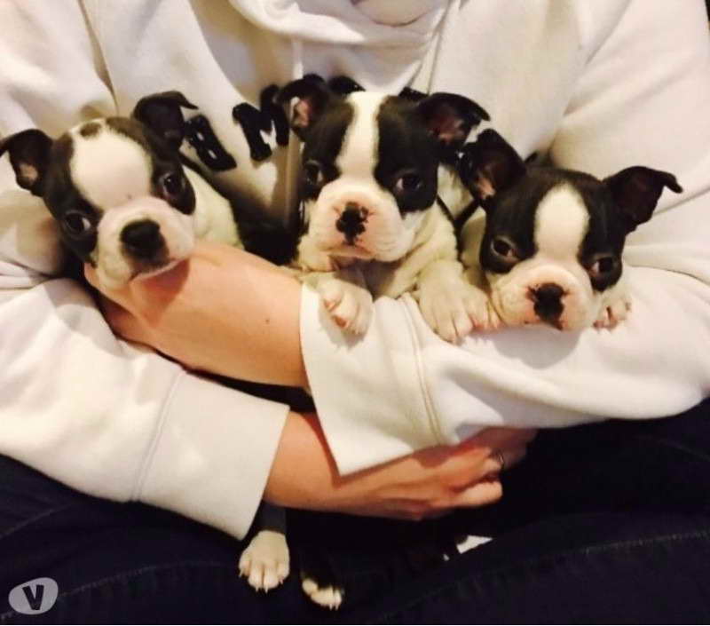 Boston Terrier Puppies For Sale In Idaho