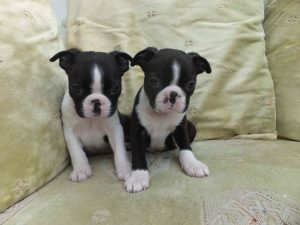 Boston Terrier Puppies For Sale In Kansas