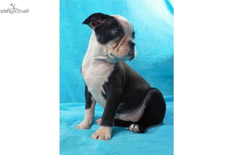 Boston Terrier Puppies For Sale In Knoxville Tn