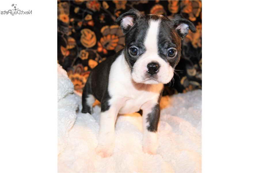 Boston Terrier Puppies For Sale In Louisiana PETSIDI