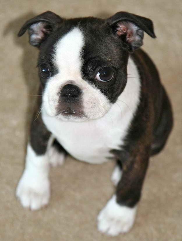 Boston Terrier Puppies For Sale In Louisville Ky