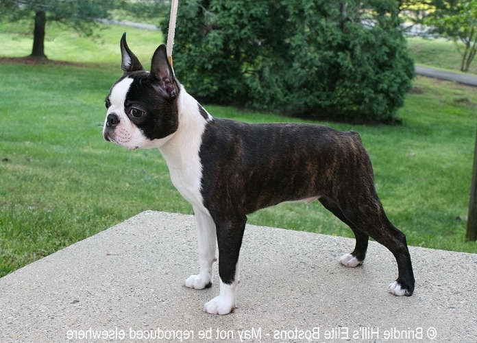 Boston Terrier Puppies For Sale In Mo