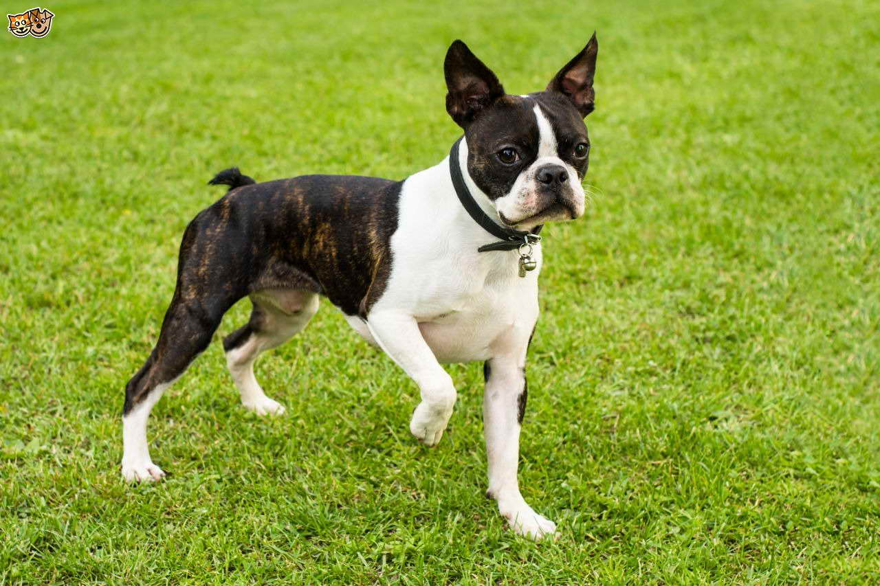 Boston Terrier Puppies For Sale In New England