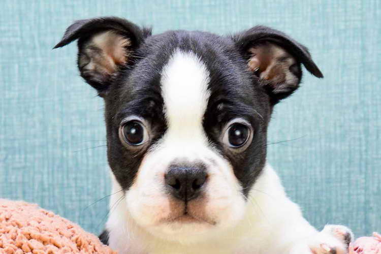 Boston Terrier Puppies For Sale In Ohio Cheap