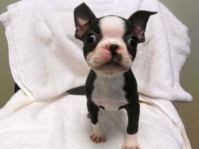 Boston Terrier Puppies For Sale In Oregon