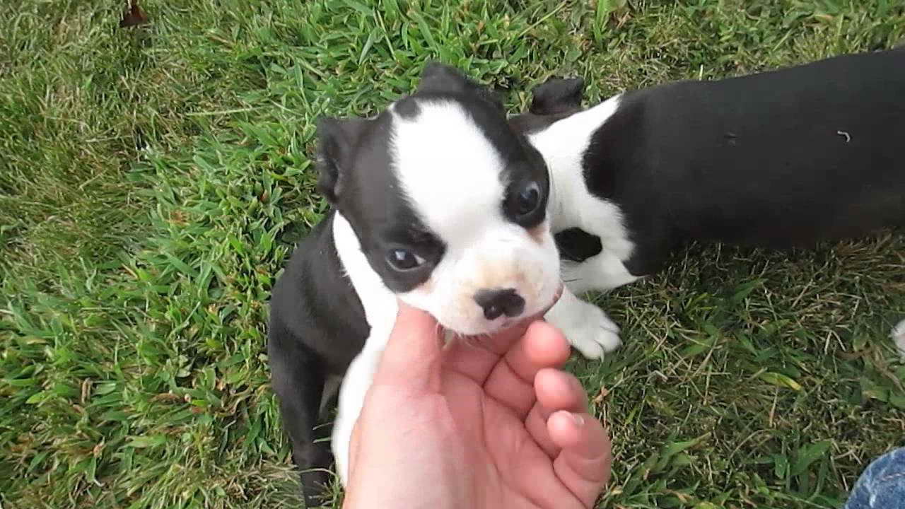 Boston Terrier Puppies For Sale In Pa