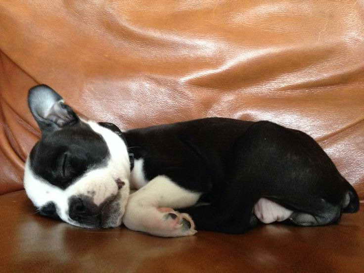 Boston Terrier Puppies For Sale In Pittsburgh Pa