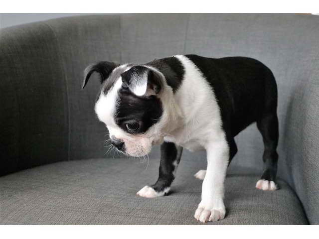 Boston Terrier Puppies For Sale In San Antonio