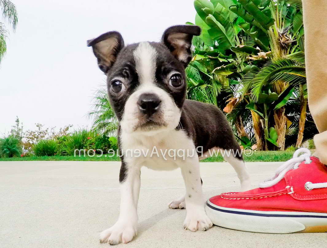 Boston Terrier Puppies For Sale In Southern California
