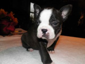 Boston Terrier Puppies For Sale Nashville Tn