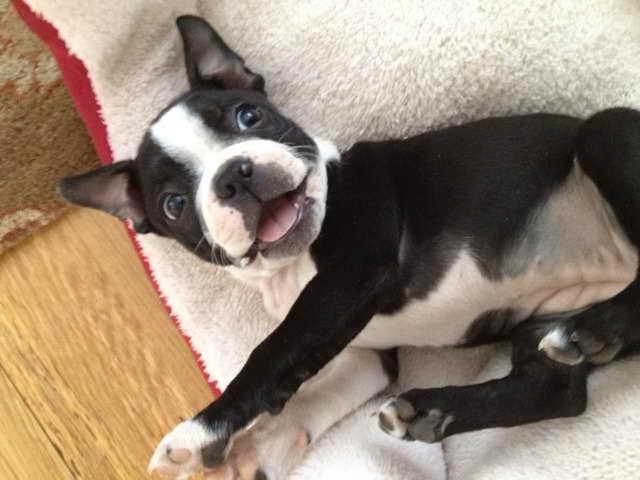 Boston Terrier Puppies For Sale Utah | PETSIDI