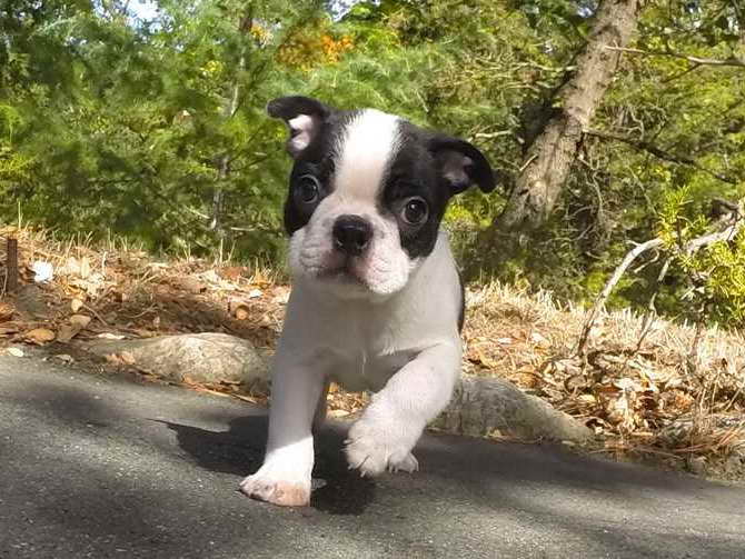 Boston Terrier Puppies For Sale Washington