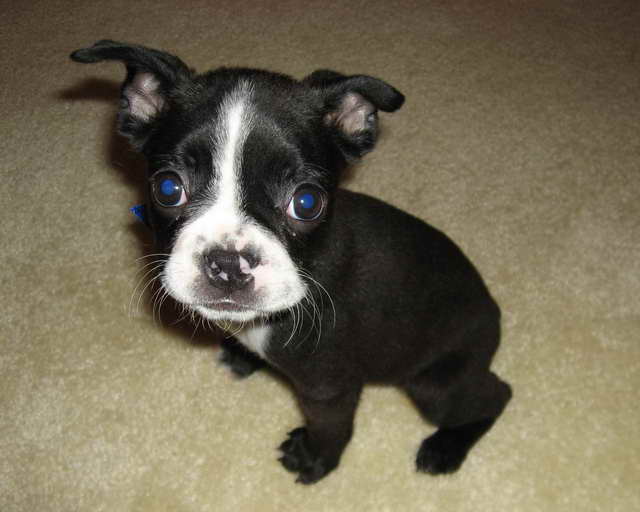 Boston Terrier Puppies Free