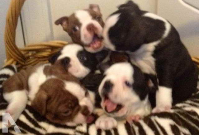 Boston Terrier Puppies Kentucky