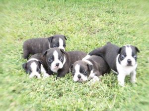 Boston Terrier Puppies Mississippi