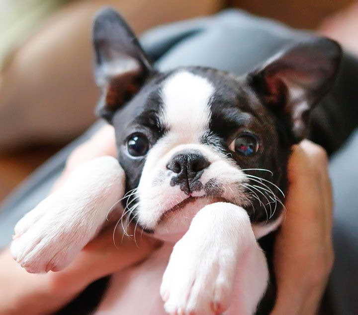 Boston Terrier Puppies Missouri