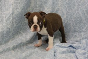 Boston Terrier Puppies New Jersey