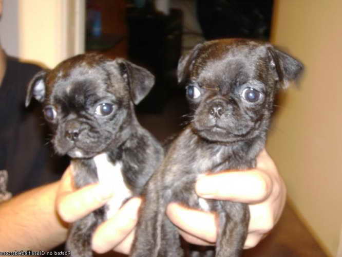 Boston Terrier Puppies Oklahoma